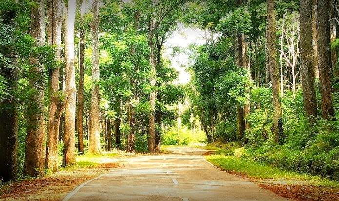 Tour Manupeu Tanah Daru Forest